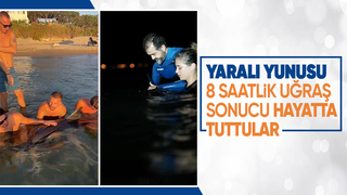 Yaralı yunus için seferber oldular