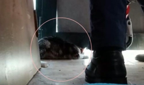 Yaramaz kedi kapının altına sıkıştı