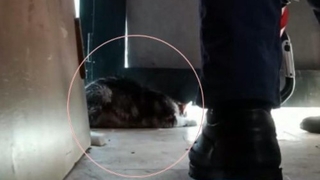 Yaramaz kedi kapının altına sıkıştı