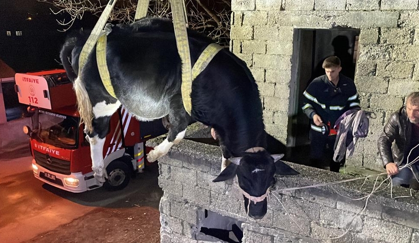 Yaramaz tosun balkonda mahsur kaldı