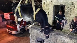 Yaramaz tosun balkonda mahsur kaldı