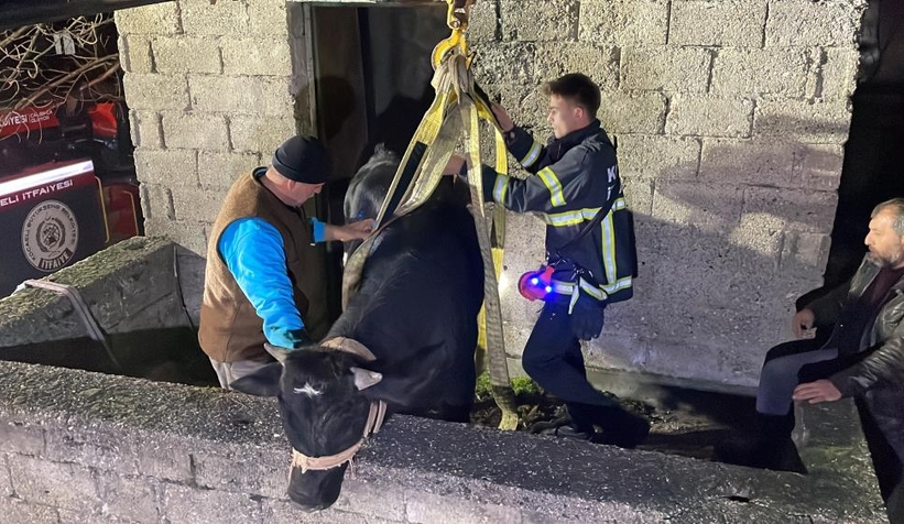 Yaramaz tosun yine durmadı