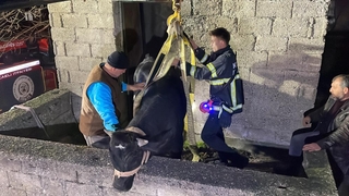 Yaramaz tosun yine durmadı