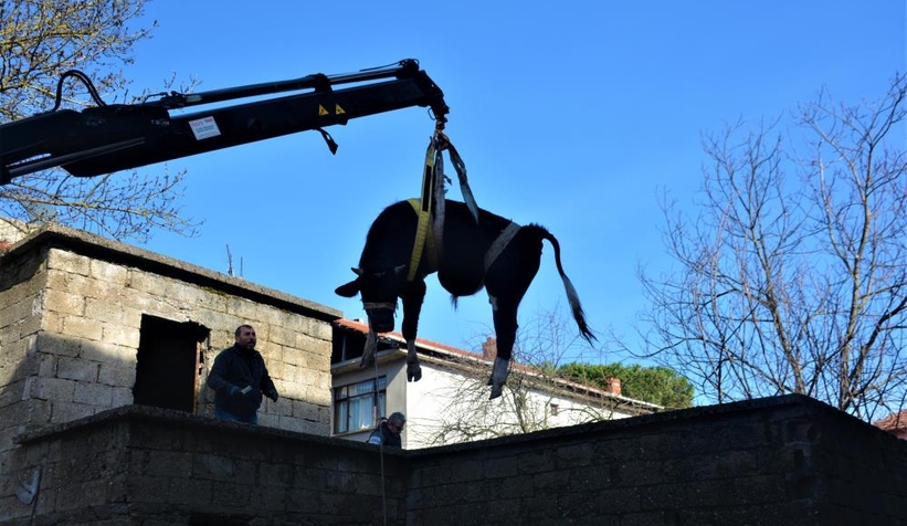 Yaramaz tosun yine durmadı