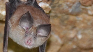 Yarasa kaynaklı ve aşılara dirençli yeni virüs bulundu