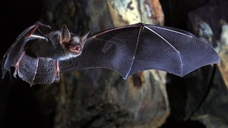 Yarasalarda yeni bir koronavirüs keşfedildi