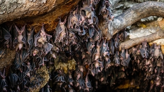 Yarasalarda yeni virüs bulundu: 3 insandan birini öldürüyor