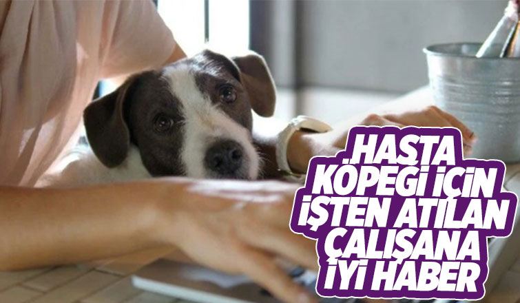 Yargıtay’dan hasta köpeği için işten atılan davacıya iyi haber