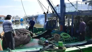 Yasak kalktı, Karasulu balıkçılar 'Vira Bismillah' dedi