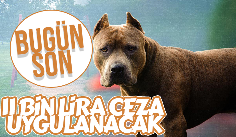 Yasaklı köpekleri kayıt altına almada son gün