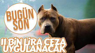 Yasaklı köpekleri kayıt altına almada son gün