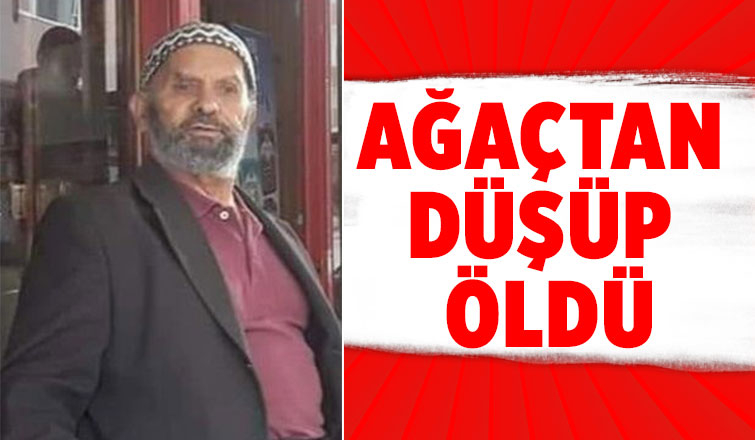 Yaşlı adam ağaçtan düşüp öldü