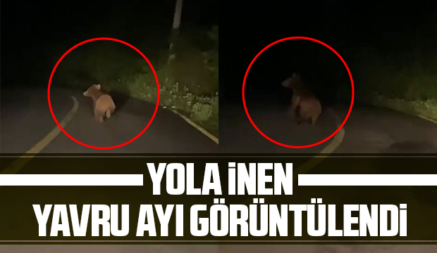 Yavru ayı böyle görüntülendi