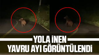 Yavru ayı böyle görüntülendi