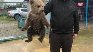 Yavru ayı Bursa'ya gönderildi