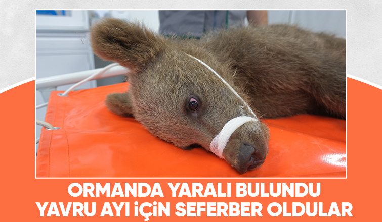 Yavru ayı ormanda yaralı halde bulundu