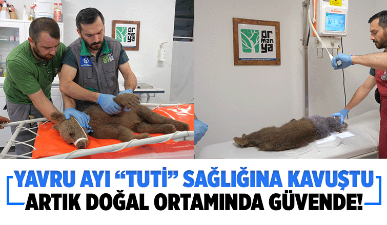 Yavru ayı Tuti doğaya salındı
