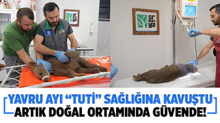 Yavru ayı Tuti doğaya salındı