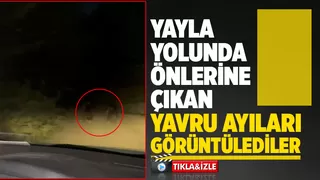 Yavru ayılar böyle görüntülendi