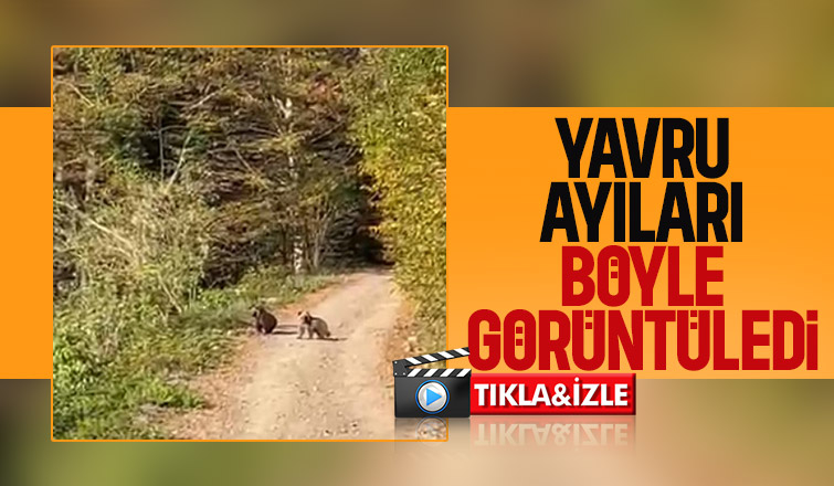 Yavru ayıları oynarken görüntüledi