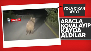 Yavru ayıyı araçla kovaladılar