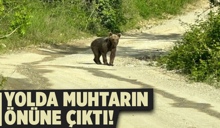 Yavru ayıyı böyle görüntüledi