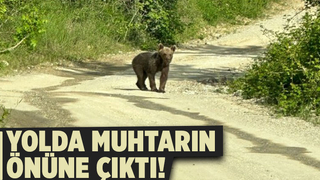 Yavru ayıyı böyle görüntüledi