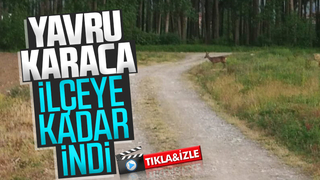 Yavru Karaca ilçeye kadar indi