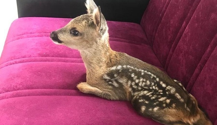 Yavru karaca koruma altına alındı