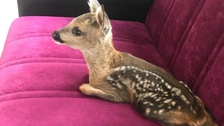 Yavru karaca koruma altına alındı