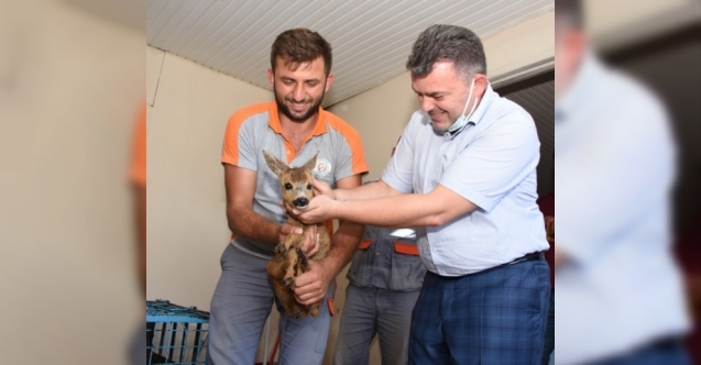 Yavru Karaca Milli Parklara teslim edildi