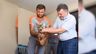 Yavru Karaca Milli Parklara teslim edildi