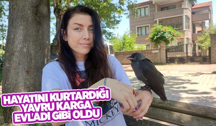 Yavru kargaya evladı gibi bakıyor