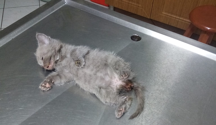 Yavru kedi suni anüsle sağlığına kavuştu