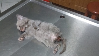 Yavru kedi suni anüsle sağlığına kavuştu