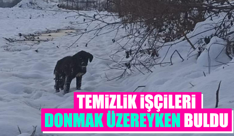 Yavru köpek donmaktan kurtarıldı
