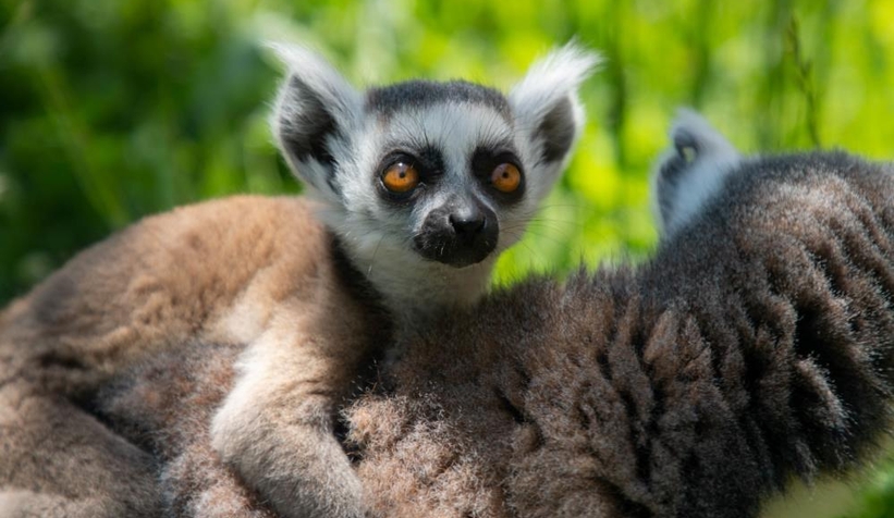 Yavru lemur Ormanya ailesine katıldı