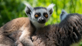 Yavru lemur Ormanya ailesine katıldı
