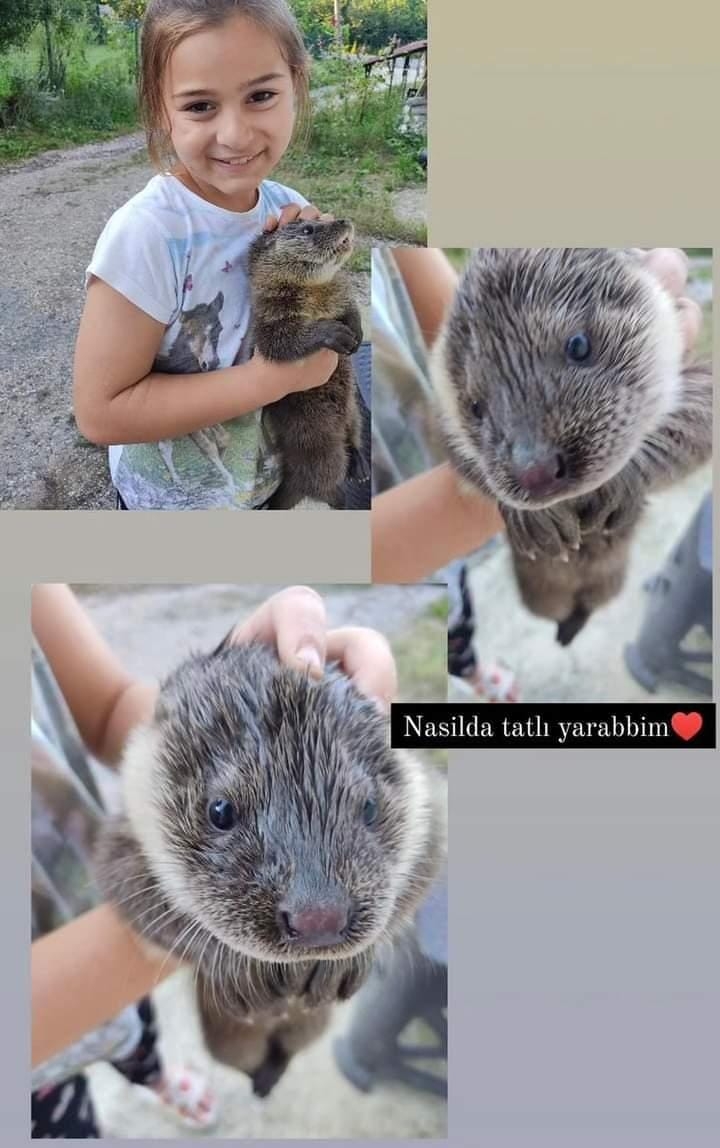 Yavru su samuru buldular