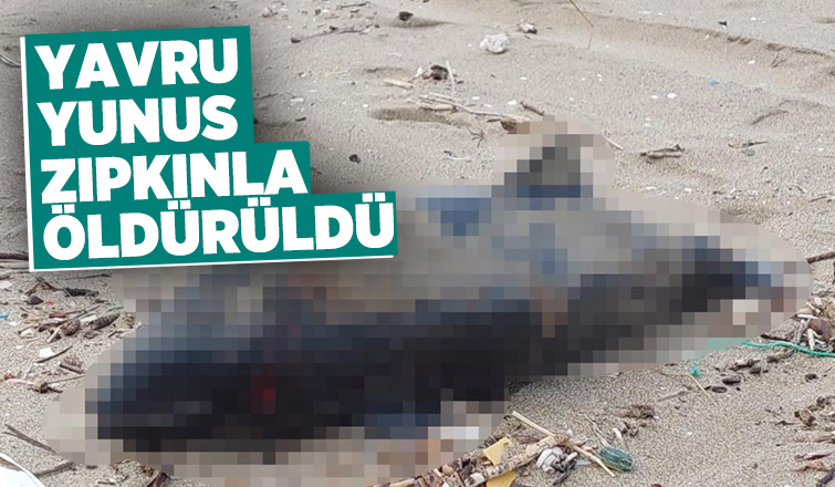 Yavru yunus zıpkınla öldürülmüş
