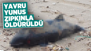 Yavru yunus zıpkınla öldürülmüş
