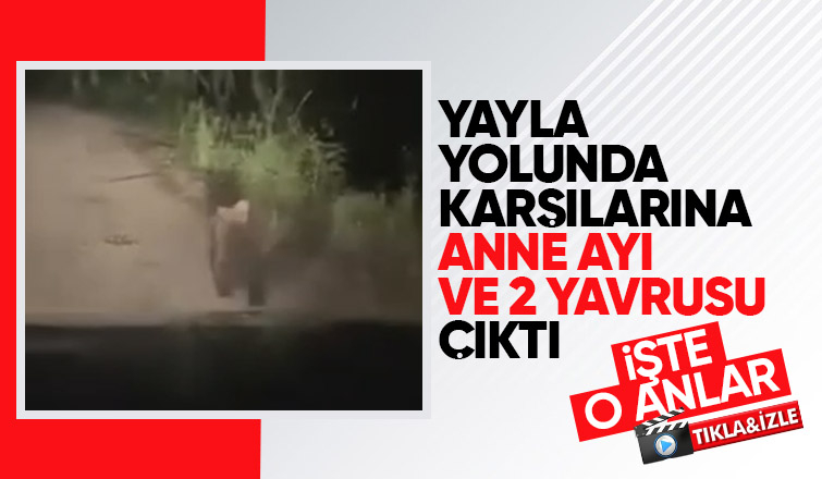 Yayla yolunda önlerine ayılar çıktı