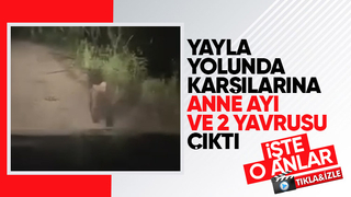 Yayla yolunda önlerine ayılar çıktı