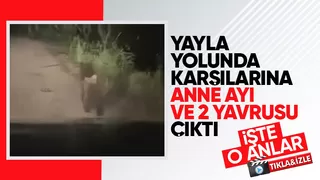 Yayla yolunda önlerine ayılar çıktı