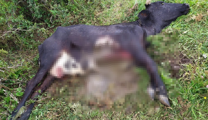 Yaylada ineğini bu halde buldu