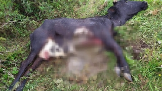 Yaylada ineğini bu halde buldu