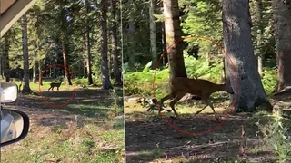 Yaylada karacayı görüntüledi