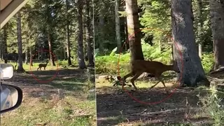 Yaylada karacayı görüntüledi