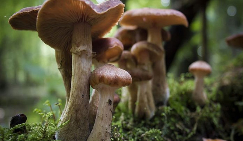 Yaylada mantar faciası