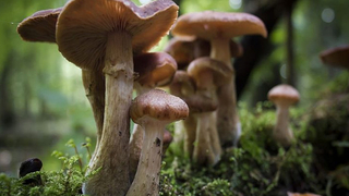 Yaylada mantar faciası